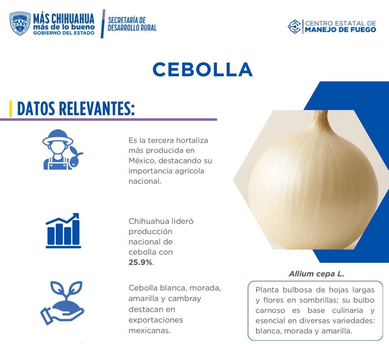 Cebolla