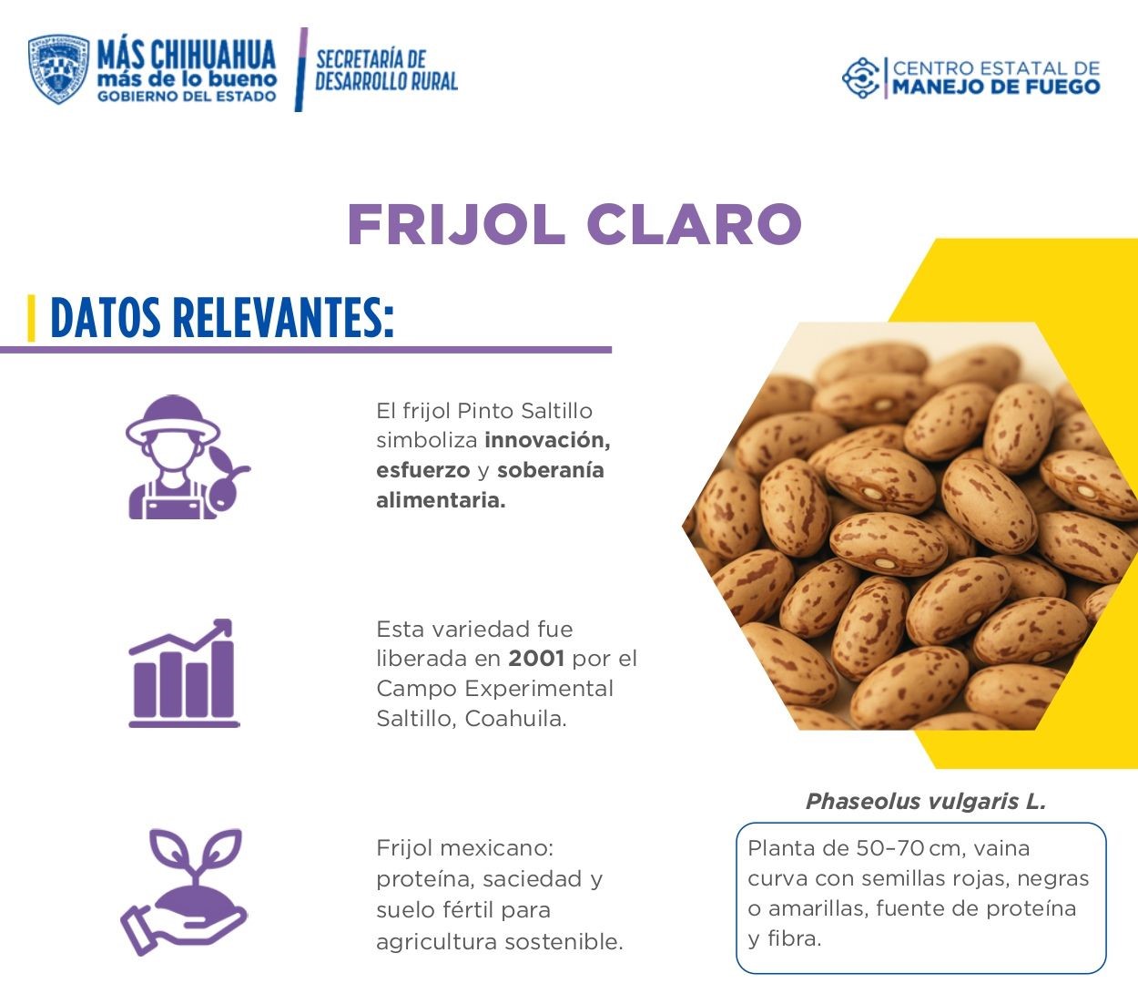 Frijol Claro